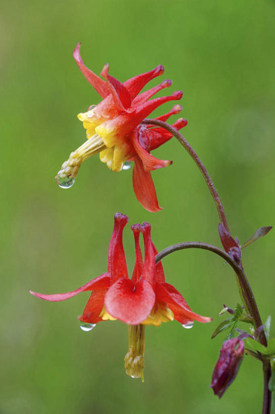 无人,竖图,室外,特写,白天,正面,花海,花圃,美景,植物,叶子,朦胧,模糊,盛开,景观,花蕾,花,花瓣,花朵,花卉,鲜花,红色,绿色,自然,花丛,花束,花田,花苞,花蕊,景色,自然风光,坚持,耧斗菜,猫爪花,彩图