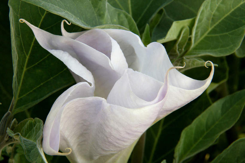 无人,横图,俯视,室外,特写,白天,爱情,花海,花圃,美景,植物,叶子,盛开,景观,花蕾,花,花瓣,花朵,花卉,鲜花,一朵,绿色,白色,自然,花丛,花束,花田,花苞,花蕊,景色,黑暗,死亡,麻醉,恐怖,自然风光,曼陀罗花,止痛,镇静,欺骗,曼荼罗,曼陀罗,押不芦,洋金花,幸运,彩图,高角度拍摄