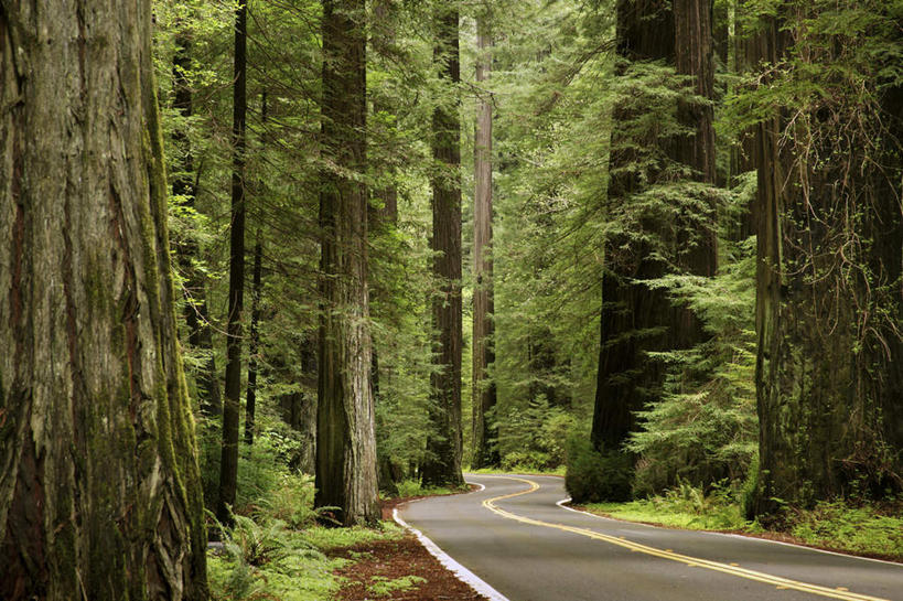 无人,公园,横图,室外,白天,正面,旅游,度假,美景,森林,树林,植物,道路,路,公路,美国,景观,分界线,停车线,交通,娱乐,树,树木,绿色,自然,享受,休闲,景色,放松,生长,成长,车行道,车行道分界线,北美,北美洲,国家公园,加利福尼亚,自然风光,标线,美洲,加州,车行线,加利福尼亚州,金州,黄金州,北亚美利加洲,亚美利加洲,红杉国家公园,红杉树国家公园,马路,彩图