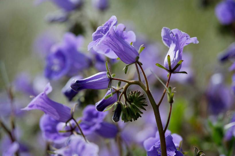 无人,横图,室外,特写,白天,正面,神秘,花海,花圃,美景,植物,叶子,朦胧,模糊,盛开,景观,花蕾,花,花瓣,花朵,花卉,鲜花,绿色,紫色,自然,花丛,花束,花田,花苞,花蕊,景色,优美,庄重,高贵,消极,自然风光,钟穗花,加州蓝钟穗花,冷色,孤寂,彩图,奢华