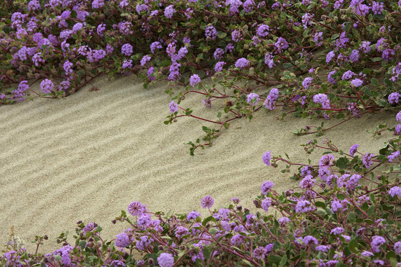 无人,公园,横图,俯视,室外,白天,旅游,度假,花海,花圃,美景,沙漠,植物,叶子,美国,盛开,纹路,纹理,景观,花蕾,娱乐,花,花瓣,花朵,花卉,鲜花,绿色,自然,花丛,花束,花田,花苞,花蕊,享受,休闲,景色,放松,北美,北美洲,加利福尼亚,自然风光,美洲,加州,加利福尼亚州,安萨玻里哥沙漠公园,金州,黄金州,肌理,北亚美利加洲,亚美利加洲,大漠,砂漠,彩图,高角度拍摄