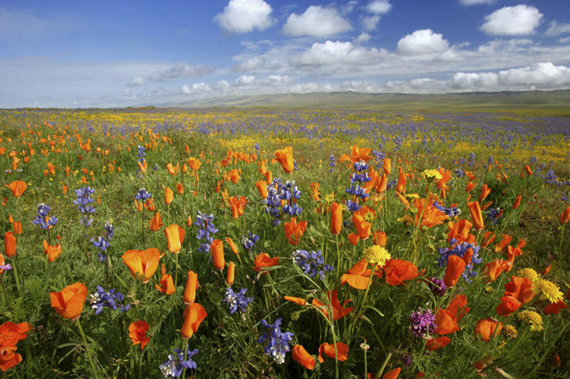 无人,横图,室外,白天,正面,旅游,度假,草地,草坪,花海,花圃,美景,植物,叶子,美国,阴影,盛开,光线,影子,地平线,景观,云,云朵,辽阔,地面,花蕾,云彩,娱乐,草,花,花瓣,花朵,花卉,鲜花,蓝色,绿色,白云,蓝天,天空,阳光,自然,花丛,花束,花田,天,花苞,花蕊,享受,休闲,广阔,景色,放松,晴朗,一望无际,北美,北美洲,加利福尼亚,自然风光,延伸,美洲,加州,加利福尼亚州,圣路易斯.奥比斯波,卡里索平原,金州,黄金州,天地相交,北亚美利加洲,亚美利加洲,圣路易斯奥比斯波,圣路易斯.奥比斯波县,无边无际,一马平川,晴空,彩图
