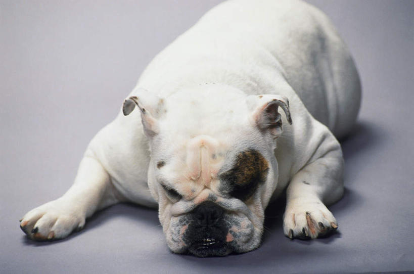 无人,闭眼,睡,横图,俯视,室内,白天,宠物,狗,阴影,灰色背景,反射,斗牛犬,影子,一只,动物,趴着,可爱,摄影,影棚,牛头犬,忠诚,英国斗牛犬,斗牛狗,老虎狗,英国老虎犬,犬,闭眼睛,闭着眼,闭着眼睛,困,困觉,趴,寝息,睡觉,半身,彩图,高角度拍摄,影棚拍摄,拍摄
