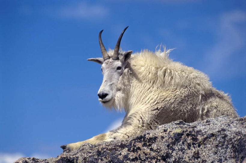 无人,坐,横图,室外,白天,仰视,旅游,度假,石头,美景,山,山脉,野生动物,羊,阴影,光线,石子,影子,景观,山顶,山峰,云,云朵,山峦,云彩,注视,娱乐,一只,蓝色,白云,蓝天,天空,阳光,自然,动物,群山,天,观察,看,享受,休闲,景色,放松,晴朗,观看,察看,关注,自然风光,沉积岩,白山羊,野山羊,北美野山羊,野生白山羊,颠峰,极峰,水成岩,石块,岩石,晴空,山羊,坐着,半身,彩图,低角度拍摄