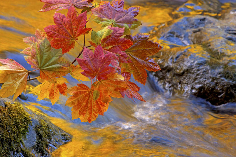 无人,公园,横图,俯视,室外,特写,白天,旅游,度假,河流,石头,美景,水,叶子,华盛顿,美国,朦胧,模糊,石子,河水,景观,水流,枫叶,枯叶,落叶,娱乐,黄色,红色,自然,享受,休闲,景色,放松,枫树叶,北美,北美洲,国家公园,自然风光,美洲,华盛顿州,奥林匹克国家公园,沉积岩,首府,常绿之州,常青州,北亚美利加洲,亚美利加洲,奥林匹亚,奥林比亚,奥林佩亚,奥林匹克半岛,奥林匹亚国家公园,奥林比亚国家公园,奥林佩亚国家公园,水成岩,叶,叶片,石块,岩石,彩图,高角度拍摄,葡萄槭,藤枫,藤槭