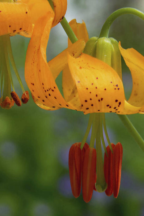 无人,竖图,室外,特写,白天,正面,花海,花圃,美景,植物,叶子,朦胧,模糊,盛开,透明,景观,草药,药草,辉煌,花蕾,中药,花,花瓣,花朵,花卉,鲜花,一朵,黄色,绿色,自然,花丛,花束,花田,花苞,花蕊,健康,景色,清热,活泼,希望,暖色,自然风光,药材,中草药,光辉,中药材,本草,安神,光明,功名,轻快,虎皮百合,卷丹,药百合,倒垂莲,彩图,清心,润肺