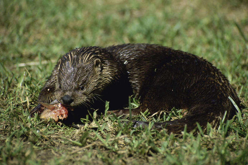 无人,吃,横图,室外,白天,正面,草地,草坪,美景,植物,野生动物,水獭,阴影,朦胧,模糊,光线,影子,景观,注视,草,绿色,阳光,自然,动物,观察,看,趴着,景色,可爱,活泼,潮湿,观看,察看,关注,自然风光,湿润,獭,水毛子,水狗,嚼,趴,食,彩图,全身,北美水獭