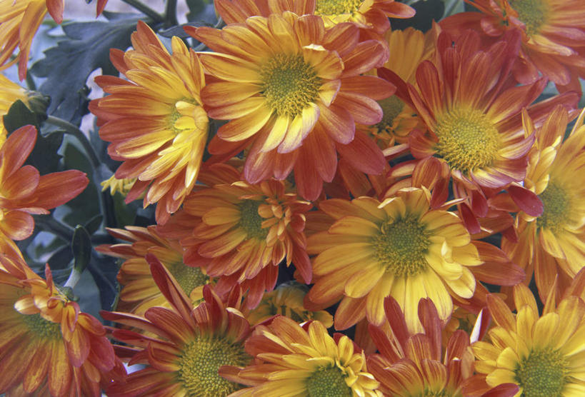 无人,横图,室外,特写,白天,正面,爱情,美景,许多,阴影,盛开,光线,影子,景观,花蕾,花,花瓣,花朵,鲜花,黄色,阳光,自然,花苞,花蕊,橙色,菊花,景色,吉祥,自然风光,高洁,长寿,怀恋,清净,真情,寿客,秋菊,彩图