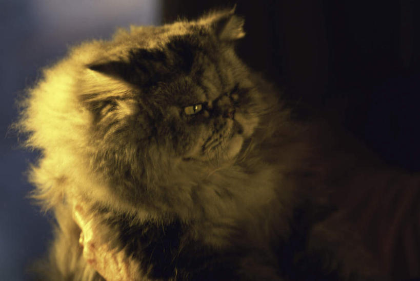 胡须,无人,横图,室外,特写,白天,正面,宠物,猫,阴影,朦胧,模糊,光线,影子,波斯猫,注视,一只,阳光,动物,观察,看,可爱,观看,察看,关注,猫咪,半身,彩图