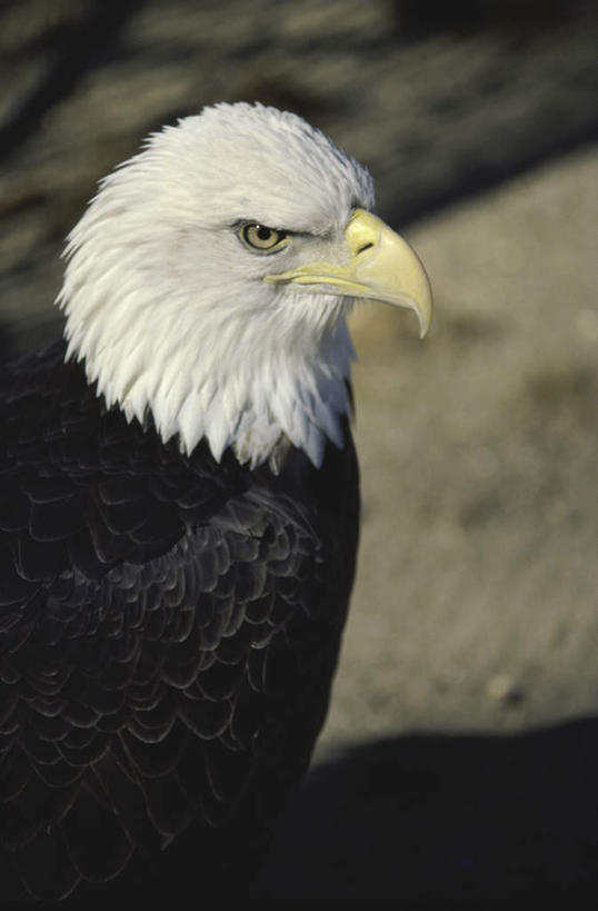 头,无人,竖图,室外,特写,白天,侧面,美景,鸟,野生动物,羽毛,阴影,轻盈,柔软,光线,鸟类,影子,景观,注视,一只,阳光,自然,动物,观察,看,景色,观看,察看,关注,自然风光,白头鹰,凶猛,海雕,白头海雕,轻柔,美洲雕,残暴,凶残,头部,半身,彩图