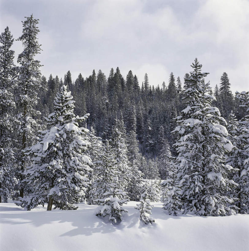 无人,竖图,室外,白天,正面,旅游,度假,美景,山,树林,雪,雪山,植物,大雪,城市,美国,阴影,光线,影子,冰,积雪,景观,山峰,雪景,云,云朵,冬季,冬天,山峦,云彩,娱乐,树,树木,蓝色,绿色,白云,蓝天,天空,阳光,自然,天,享受,休闲,景色,放松,寒冷,生长,晴朗,成长,冰冷,北美,北美洲,自然风光,美洲,爱达荷州,北亚美利加洲,亚美利加洲,严寒,冰凉,酷寒,凛冽,凛凛,极冷,爱达荷,爱达华州,宝石之州,宝石州,太阳谷,森瓦利,谷峰会,晴空,彩图