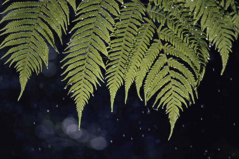 无人,横图,室外,特写,白天,正面,美景,水,植物,叶子,阴影,朦胧,模糊,漂浮,飘扬,光线,纹理,液体,影子,景观,水滴,绿叶,飘落,绿色,阳光,自然,嫩叶,景色,下沉,自然风光,降落,肌理,飘零,叶,叶片,叶脉,彩图