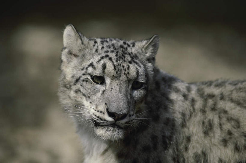 头,无人,站,横图,室外,特写,白天,正面,美景,野生动物,椅子,阴影,朦胧,模糊,光线,影子,景观,扭头,注视,阳光,自然,动物,观察,看,站着,转头,景色,观看,察看,关注,自然风光,雪豹,凶猛,草豹,残暴,凶残,头部,站立,半身,彩图