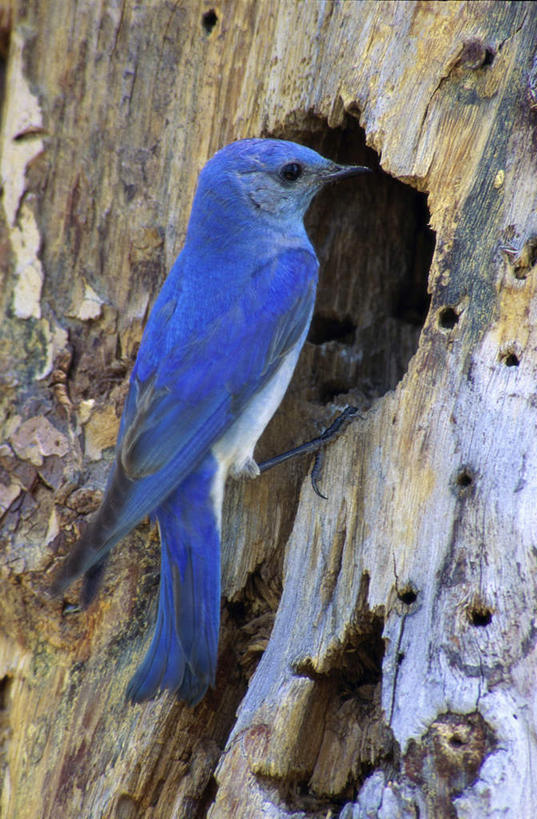 无人,站,竖图,室外,白天,侧面,旅游,度假,美景,鸟,阴影,光线,鸟类,知更鸟,影子,洞,景观,树桩,注视,娱乐,树,树干,一只,蓝色,阳光,自然,观察,看,站着,享受,休闲,木桩,景色,放松,洞穴,观看,察看,关注,自然风光,穴,红襟鸟,欧亚鸲,知更雀,罗宾鸟,蓝知更鸟,站立,彩图,全身