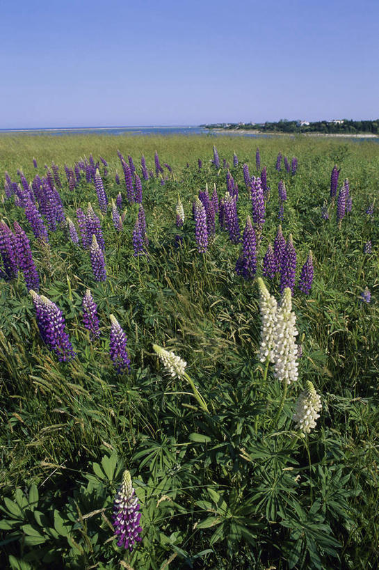 无人,竖图,室外,白天,正面,旅游,度假,花海,花圃,美景,植物,叶子,阴影,盛开,光线,影子,地平线,景观,辽阔,羽扇豆,鲁冰花,地面,花蕾,娱乐,花,花瓣,花朵,花卉,鲜花,蓝色,绿色,紫色,蓝天,天空,阳光,自然,花丛,花束,花田,天,花苞,花蕊,享受,休闲,广阔,景色,放松,母爱,晴朗,一望无际,自然风光,延伸,白羽扇豆,万里无云,天地相交,奉献,无私,苦涩,无边无际,一马平川,晴空,晴空万里,彩图