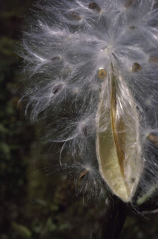 无人,竖图,室外,特写,白天,正面,美景,植物,阴影,朦胧,模糊,光线,影子,景观,草药,药草,中药,白色,阳光,自然,毛绒,景色,自然风光,药材,中草药,中药材,本草,马利筋,彩图