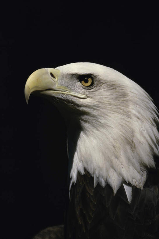头,无人,站,竖图,室内,特写,白天,侧面,鸟,野生动物,阴影,黑色背景,反射,鸟类,影子,注视,一只,动物,观察,看,站着,摄影,影棚,观看,察看,关注,白头鹰,凶猛,海雕,白头海雕,美洲雕,残暴,凶残,头部,站立,半身,彩图,影棚拍摄,拍摄