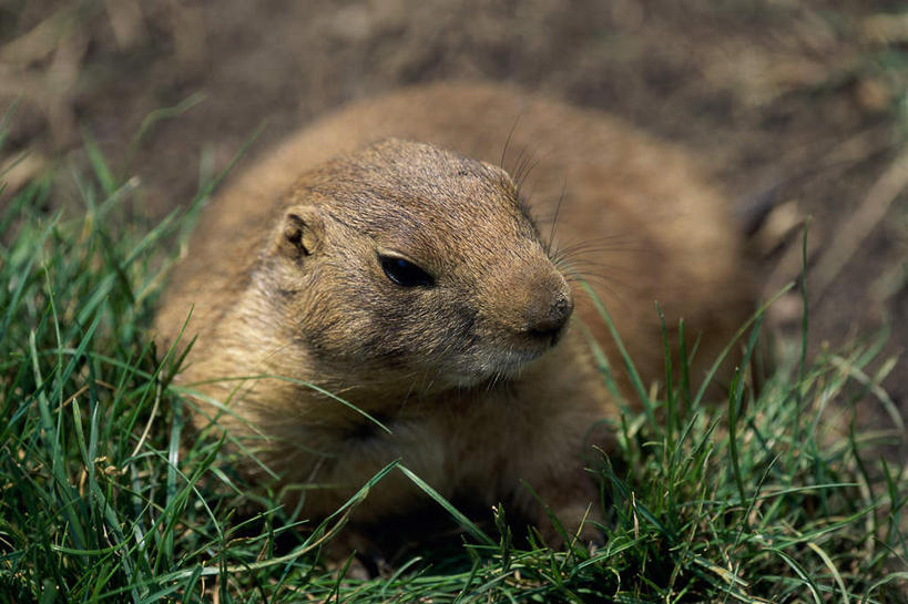 无人,横图,室外,特写,白天,正面,草地,草坪,美景,植物,野生动物,阴影,朦胧,模糊,光线,影子,景观,注视,草,一只,绿色,阳光,自然,动物,观察,看,趴着,景色,可爱,活泼,观看,察看,关注,自然风光,土拨鼠,草原犬鼠,旱獭,天竺鼠,趴,彩图,全身
