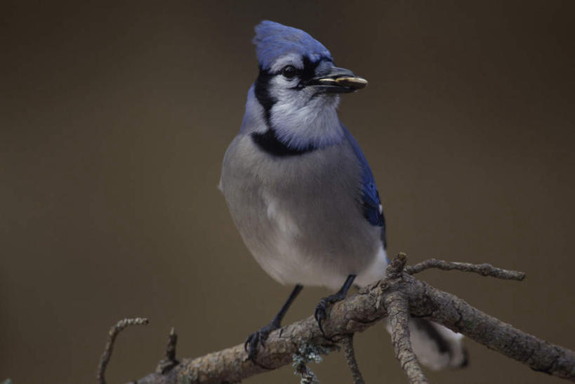 无人,站,横图,室外,特写,白天,正面,美景,植物,鸟,阴影,朦胧,模糊,光线,鸟类,影子,景观,枝条,注视,树,树木,树枝,一只,阳光,自然,观察,看,站着,景色,观看,察看,关注,自然风光,松鸦,北美蓝鸟,冠蓝鸦,蓝樫鸟,蓝松鸦,虬枝,枝杈,橿鸟,蓝鸦,站立,彩图,全身
