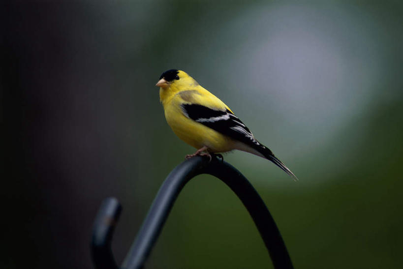 无人,栏杆,站,横图,室外,白天,侧面,美景,鸟,阴影,朦胧,模糊,光线,鸟类,影子,景观,围栏,注视,护栏,一只,黄色,黑色,阳光,自然,观察,看,站着,景色,观看,察看,关注,自然风光,金翅雀,大绿雀,金翅,芦花黄雀,站立,彩图,全身