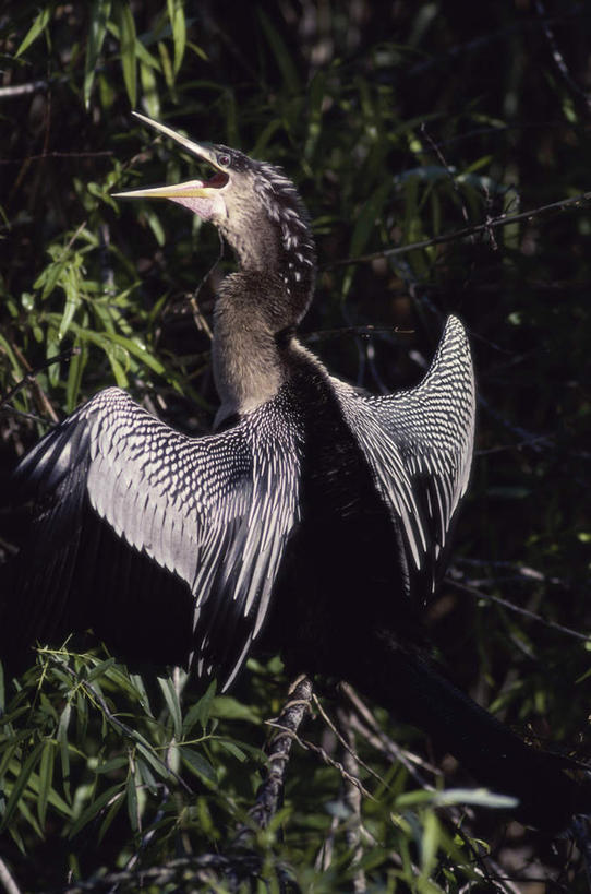 无人,站,竖图,室外,白天,正面,美景,鸟,鸵鸟,阴影,光线,鸟类,影子,景观,注视,一只,阳光,自然,观察,看,站着,景色,观看,察看,关注,自然风光,美洲鸵鸟,美洲鸵,站立,半身,彩图