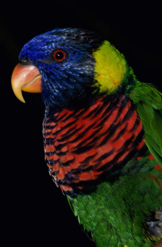 头,无人,站,竖图,彩色,室内,特写,白天,侧面,鸟,鹦鹉,羽毛,阴影,黑色背景,轻盈,柔软,反射,鸟类,影子,注视,一只,动物,观察,看,站着,可爱,摄影,活泼,影棚,观看,察看,关注,轻柔,观赏鸟,吸蜜鹦鹉,头部,站立,半身,彩图,影棚拍摄,拍摄