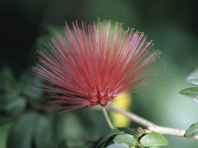 无人,横图,室外,特写,白天,正面,美景,植物,叶子,阴影,朦胧,模糊,盛开,光线,纹理,影子,景观,绿叶,花蕾,花,花瓣,花朵,鲜花,一朵,红色,绿色,阳光,自然,花苞,花蕊,嫩叶,景色,自然风光,肌理,仲尼,叶,叶片,叶脉,彩图,岗菍,红千层,棯子,稔子树,山菍,山棯,桃金娘,桃娘