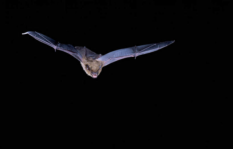 无人,横图,室外,夜晚,正面,蝙蝠,野生动物,飞翔,伸展,张开,展翅,黑色背景,飞行,细菌,翅膀,翱翔,注视,飞,一只,动物,观察,看,观看,察看,关注,病菌,张开翅膀,传染,伏翼,老鼠皮翼,天鼠,夜燕,展开翅膀,仙鼠,彩图,全身,大棕蝠,放棕蝠,欧洲棕蝠,蹁蝠,小夜蝠,盐老鼠