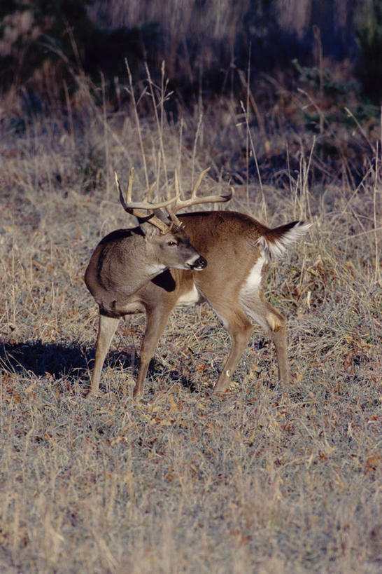 无人,站,竖图,室外,白天,侧面,旅游,度假,美景,植物,哺乳动物,鹿,野生动物,阴影,枯萎,朦胧,模糊,光线,影子,景观,枯草,扭头,注视,娱乐,草,一只,黄色,阳光,自然,动物,观察,看,站着,转头,享受,休闲,景色,放松,可爱,活泼,观看,察看,关注,自然风光,白尾鹿,维基尼亚鹿,维吉尼亚鹿,站立,彩图,全身