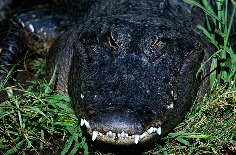 头,无人,横图,俯视,室外,特写,白天,草地,草坪,美景,植物,鳄鱼,野生动物,阴影,光线,爬行动物,影子,景观,注视,草,一只,绿色,阳光,自然,动物,观察,看,景色,观看,察看,关注,自然风光,凶猛,美洲鳄,残暴,凶残,头部,半身,彩图,高角度拍摄