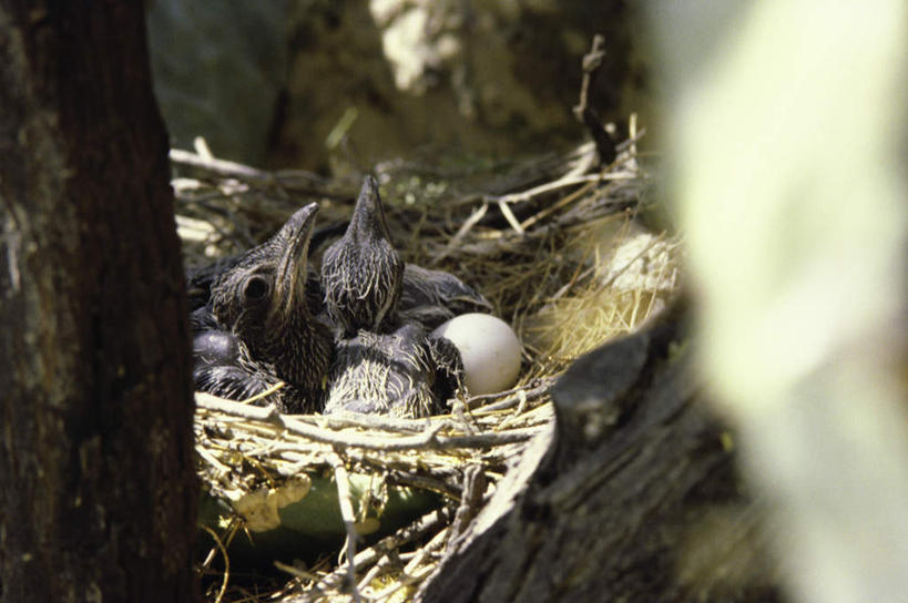 无人,横图,室外,白天,正面,美景,鸟,椅子,阴影,朦胧,模糊,光线,鸟类,鸟巢,影子,景观,蛋,干草,注视,阳光,自然,草垛,观察,看,景色,观看,察看,走鹃,关注,自然风光,卵,灌丛鸡,干草垛,彩图