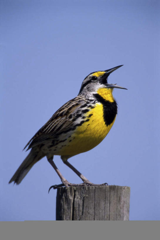 无人,站,竖图,室外,白天,侧面,美景,鸟,野生动物,阴影,光线,鸟类,影子,景观,树桩,注视,树,树干,一只,蓝色,蓝天,天空,阳光,自然,动物,天,观察,看,站着,张嘴,木桩,景色,可爱,活泼,晴朗,观看,察看,关注,自然风光,张大嘴巴,草地鹨,万里无云,晴空,晴空万里,张开嘴,抬头,仰头,站立,彩图,全身