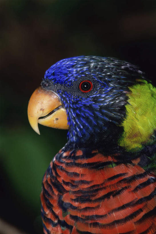 头,无人,站,竖图,室外,特写,白天,正面,美景,鸟,鹦鹉,阴影,朦胧,模糊,光线,鸟类,影子,景观,注视,一只,阳光,自然,动物,观察,看,站着,景色,可爱,活泼,观看,察看,关注,自然风光,观赏鸟,吸蜜鹦鹉,头部,站立,半身,彩图