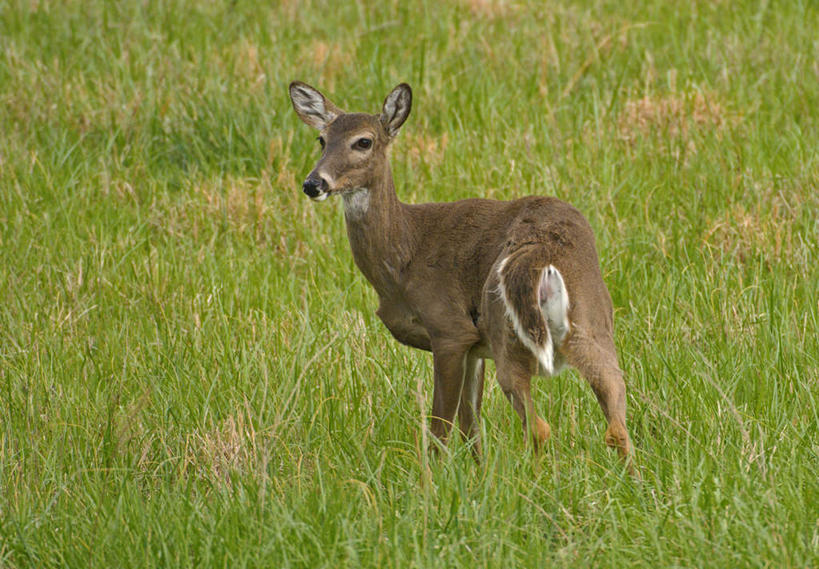无人,公园,站,横图,室外,白天,侧面,旅游,度假,草地,草坪,美景,植物,哺乳动物,鹿,野生动物,椅子,美国,阴影,光线,影子,景观,扭头,注视,娱乐,草,绿色,阳光,自然,动物,观察,看,站着,转头,享受,休闲,景色,放松,可爱,活泼,观看,察看,北美,北美洲,国家公园,关注,自然风光,白尾鹿,美洲,田纳西州,北亚美利加洲,亚美利加洲,田纳西,志愿之州,大雾山国家公园,大烟山国家公园,大雾山公园,大烟山公园,大雾山,大烟山,维基尼亚鹿,维吉尼亚鹿,站立,彩图,全身