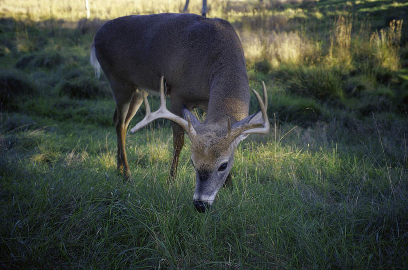 无人,站,吃,横图,室外,白天,正面,旅游,度假,草地,草坪,美景,植物,哺乳动物,鹿,野生动物,阴影,光线,影子,景观,注视,娱乐,草,一只,绿色,阳光,自然,动物,低头,观察,看,站着,享受,休闲,景色,放松,可爱,活泼,观看,察看,关注,自然风光,白尾鹿,垂头,维基尼亚鹿,维吉尼亚鹿,嚼,食,站立,彩图,全身