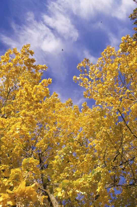 无人,竖图,室外,特写,白天,仰视,美景,秋季,植物,美国,阴影,光线,影子,景观,云,云朵,枝条,云彩,树,树木,树枝,蓝色,白云,蓝天,天空,阳光,自然,天,景色,晴朗,北美,北美洲,自然风光,美洲,爱达荷州,北亚美利加洲,亚美利加洲,爱达荷,爱达华州,宝石之州,宝石州,虬枝,枝杈,晴空,秋,秋天,彩图,低角度拍摄