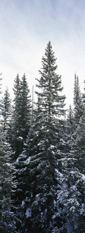 无人,竖图,室外,白天,仰视,旅游,度假,美景,森林,树林,植物,美国,阴影,光线,影子,景观,云,云朵,云彩,娱乐,树,树木,蓝色,绿色,白云,蓝天,天空,阳光,自然,天,享受,休闲,景色,放松,生长,晴朗,成长,北美,北美洲,自然风光,美洲,爱达荷州,北亚美利加洲,亚美利加洲,爱达荷,爱达华州,宝石之州,宝石州,晴空,彩图,低角度拍摄