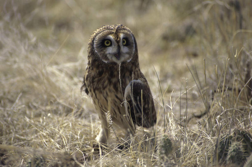 无人,站,横图,室外,白天,正面,美景,植物,猫头鹰,鸟,野生动物,阴影,枯萎,朦胧,模糊,光线,鸟类,影子,景观,枯草,注视,草,一只,黄色,阳光,自然,动物,观察,看,站着,景色,观看,察看,关注,自然风光,凶猛,短耳鸮,短耳猫头鹰,小耳木兔,残暴,凶残,鸮,枭,站立,彩图,全身