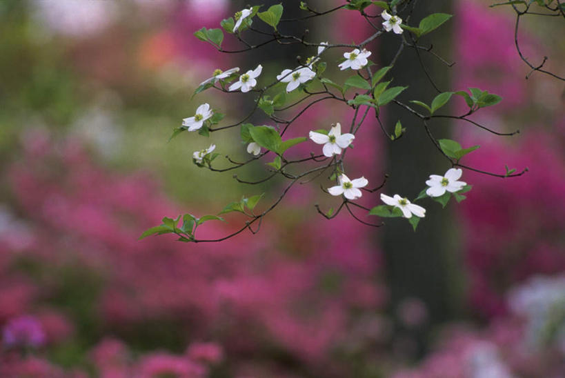无人,横图,室外,特写,白天,正面,花海,花圃,美景,植物,叶子,阴影,朦胧,模糊,盛开,光线,影子,景观,枝条,花蕾,花,花瓣,花朵,花卉,鲜花,树,树木,树枝,绿色,阳光,自然,花丛,花束,花田,花苞,花蕊,景色,自然风光,避邪,思念,虬枝,枝杈,茱萸,辟邪翁,越椒,彩图