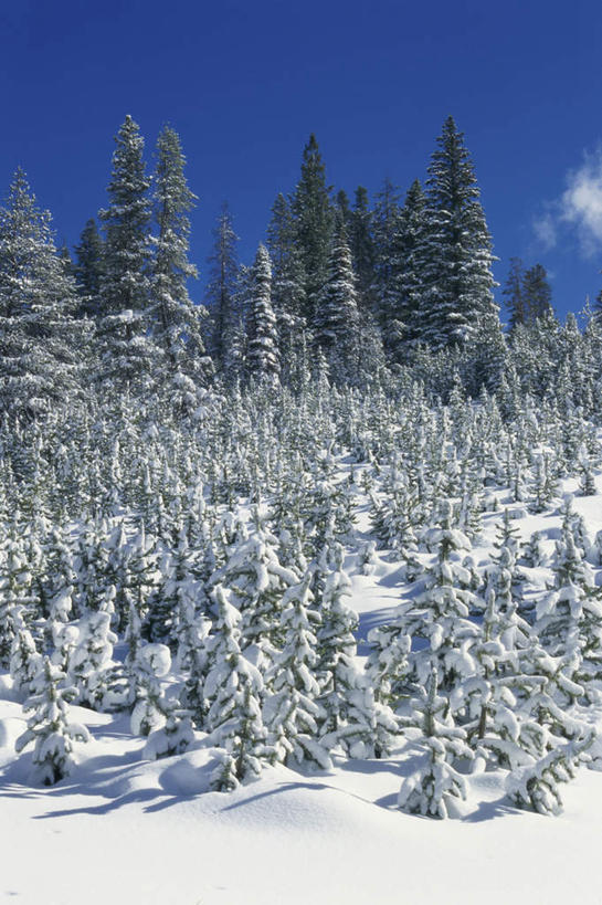 无人,竖图,室外,白天,正面,旅游,度假,美景,森林,山,树林,雪,雪山,植物,大雪,城市,美国,阴影,光线,影子,冰,积雪,景观,山峰,雪景,云,云朵,冬季,冬天,山峦,云彩,娱乐,树,树木,蓝色,绿色,白云,蓝天,天空,阳光,自然,天,享受,休闲,景色,放松,寒冷,生长,晴朗,成长,冰冷,北美,北美洲,自然风光,美洲,爱达荷州,北亚美利加洲,亚美利加洲,严寒,冰凉,酷寒,凛冽,凛凛,极冷,爱达荷,爱达华州,宝石之州,宝石州,太阳谷,森瓦利,谷峰会,晴空,彩图