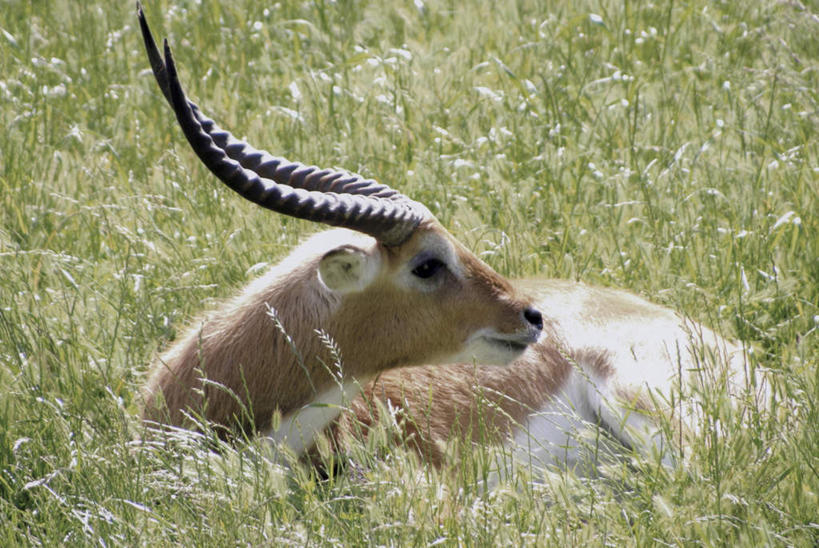 无人,横图,室外,白天,侧面,草地,草坪,美景,植物,野生动物,羊,阴影,光线,羚羊,影子,景观,扭头,注视,草,一只,绿色,阳光,自然,动物,观察,看,趴着,转头,景色,可爱,活泼,观看,察看,关注,自然风光,驴羚,列羚,趴,彩图,全身