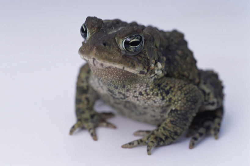 无人,坐,横图,俯视,室内,特写,白天,白色背景,蟾蜍,野生动物,阴影,朦胧,模糊,反射,影子,注视,一只,动物,观察,看,摄影,活泼,影棚,观看,察看,关注,蟾,癞蛤蟆,蛤蟆,坐着,彩图,高角度拍摄,全身,影棚拍摄,拍摄