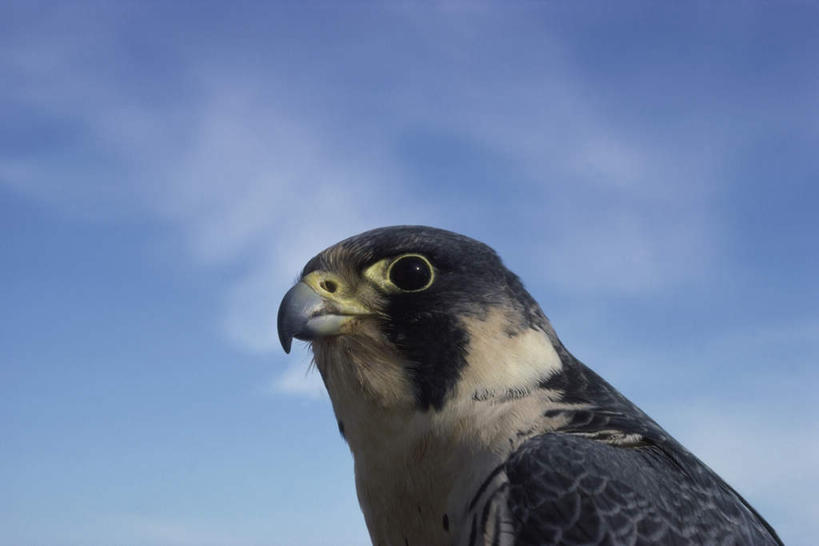 头,无人,站,横图,室外,特写,白天,正面,美景,鸟,阴影,光线,鸟类,影子,景观,云,云朵,云彩,注视,一只,蓝色,白云,蓝天,天空,阳光,自然,天,观察,看,站着,景色,晴朗,观看,察看,关注,自然风光,花梨鹰,鸭虎,游隼,头部,晴空,站立,半身,彩图