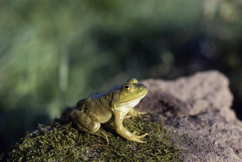 无人,坐,横图,俯视,室外,特写,白天,草地,草坪,石头,美景,植物,野生动物,阴影,朦胧,模糊,光线,石子,影子,景观,注视,牛蛙,草,一只,绿色,阳光,自然,动物,观察,看,景色,可爱,活泼,观看,察看,关注,自然风光,美国牛蛙,石块,岩石,抬头,仰头,坐着,彩图,高角度拍摄,全身
