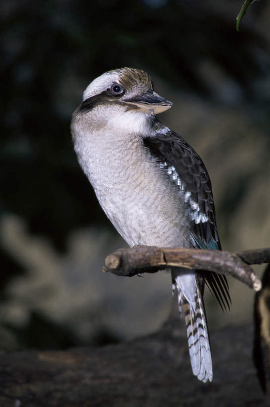 无人,站,竖图,室外,白天,正面,旅游,度假,美景,植物,翠鸟,鸟,澳大利亚,阴影,朦胧,模糊,光线,鸟类,影子,景观,枝条,扭头,注视,娱乐,树,树木,树枝,一只,阳光,自然,观察,看,站着,转头,享受,休闲,景色,放松,观看,察看,关注,自然风光,大洋洲,澳洲,笑翠鸟,南方大陆,澳大利亚联邦,虬枝,枝杈,鱼虎,鱼狗,大翠鸟,站立,彩图,全身