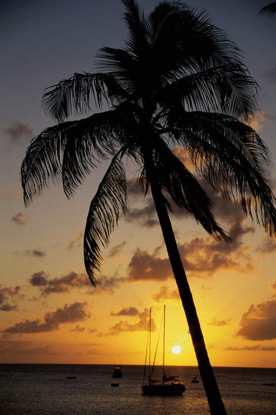 无人,竖图,室外,白天,正面,旅游,度假,海浪,海洋,美景,日落,植物,棕榈树,叶子,景观,浪花,水平线,晚霞,霞光,落日,辽阔,绿叶,海平线,背光,娱乐,树,树木,绿色,自然,海水,黄昏,享受,休闲,广阔,嫩叶,景色,彩霞,南美,放松,生长,成长,一望无际,南美洲,西印度群岛,拉丁美洲,自然风光,美洲,逆光,海景,棕榈叶,亚美利加洲,南亚美利加洲,无边无际,一马平川,夕照,背风群岛,叶,叶片,大海,风浪,海,海水的波动,近岸浪,涌浪,夕阳,彩图,水天相接,水天一线,斜阳