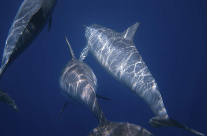 游泳,无人,横图,室外,白天,正面,旅游,度假,海底,水下,海浪,海洋,美景,哺乳动物,海豚,透明,景观,浪花,水底,注视,娱乐,蓝色,自然,海水,动物,观察,看,享受,休闲,景色,放松,可爱,海底世界,活泼,三头,观看,察看,关注,自然风光,海景,理智,沉静,泅水,冷色,高深,冷淡,拍浮,大海,风浪,海,海床,海水的波动,近岸浪,涌浪,半身,彩图,长吻原海豚,飞旋海豚