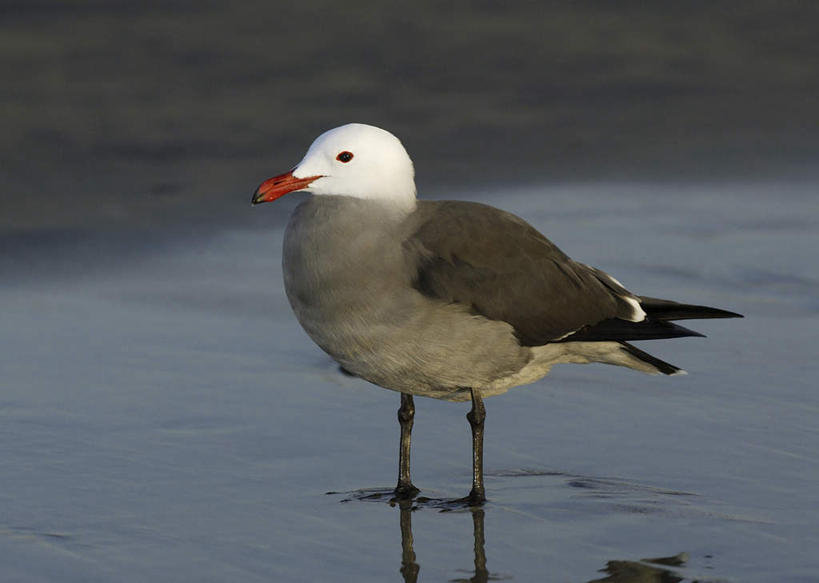 无人,站,横图,室外,白天,侧面,旅游,度假,海浪,海洋,美景,沙滩,鸟,阴影,光线,鸟类,沙子,影子,海岸,景观,浪花,沙地,注视,娱乐,一只,阳光,自然,海水,观察,看,站着,享受,休闲,景色,放松,观看,察看,关注,自然风光,鸥,海景,银鸥,黑背鸥,黄腿鸥,大海,风浪,海,海水的波动,海滩,近岸浪,涌浪,站立,彩图,全身,黄脚鸥