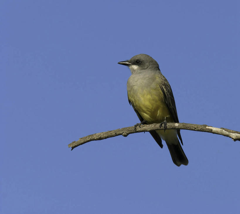 无人,站,横图,室外,白天,仰视,旅游,度假,美景,植物,鸟,阴影,光线,鸟类,影子,景观,枝条,注视,娱乐,树,树木,树枝,一只,蓝色,蓝天,天空,阳光,自然,天,观察,看,站着,享受,休闲,景色,放松,晴朗,观看,察看,关注,自然风光,万里无云,虬枝,枝杈,霸鹟,热带王霸鹟,王霸鹟,晴空,晴空万里,站立,彩图,低角度拍摄,全身