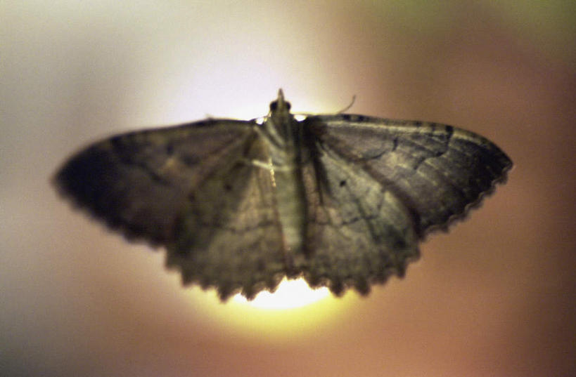 无人,横图,室外,特写,白天,正面,旅游,度假,美景,日落,伸展,张开,展翅,朦胧,模糊,翅膀,昆虫,景观,晚霞,霞光,落日,褐色,娱乐,一只,自然,黄昏,动物,享受,休闲,景色,彩霞,放松,蛾,飞蛾,自然风光,张开翅膀,害虫,蛾子,夕照,展开翅膀,夕阳,彩图,全身,斜阳